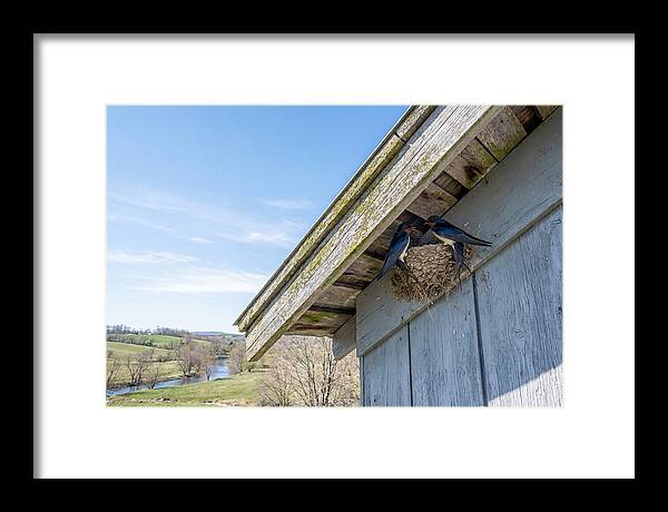 Spring Nest Building By Swallows