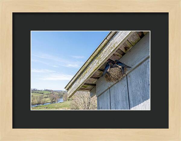 Spring Nest Building By Swallows