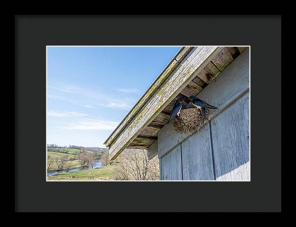 Spring Nest Building By Swallows