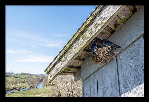 Spring Nest Building By Swallows
