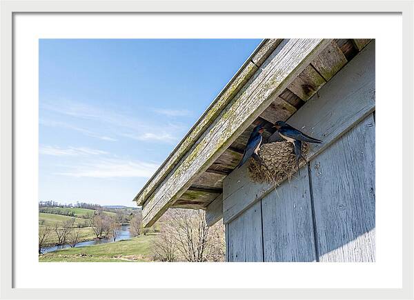 Spring Nest Building By Swallows