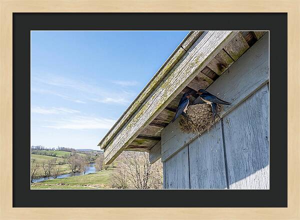 Spring Nest Building By Swallows