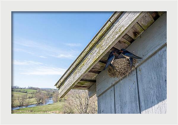 Spring Nest Building By Swallows
