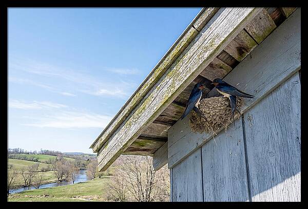 Spring Nest Building By Swallows