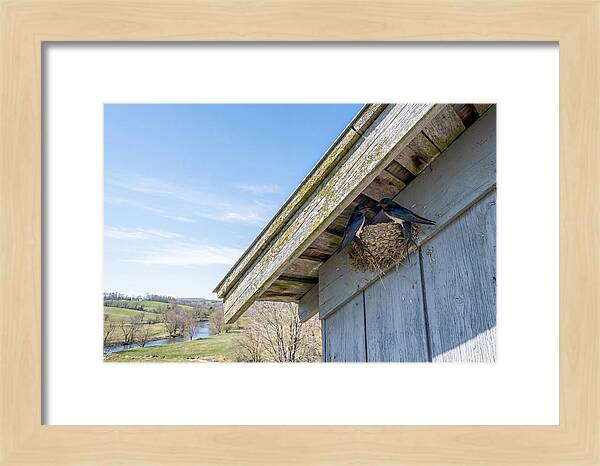 Spring Nest Building By Swallows