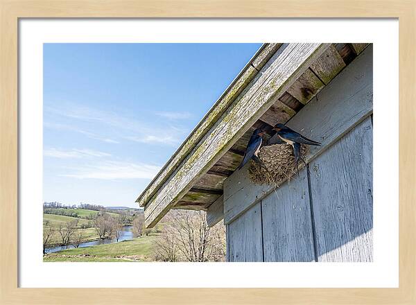 Spring Nest Building By Swallows