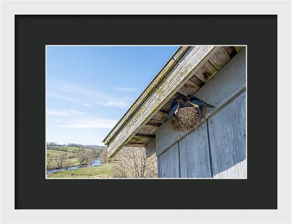 Spring Nest Building By Swallows