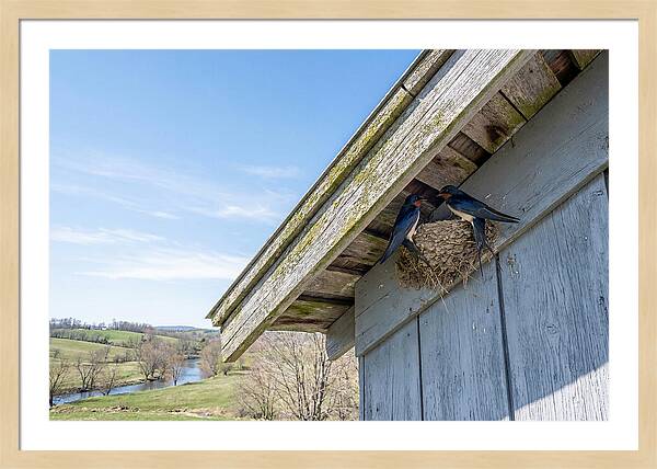 Spring Nest Building By Swallows