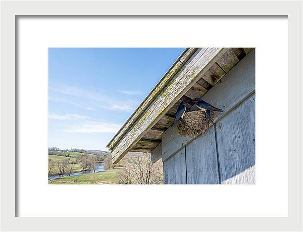 Spring Nest Building By Swallows