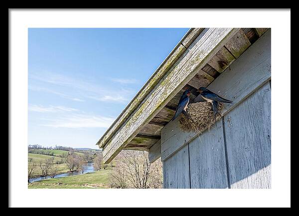 Spring Nest Building By Swallows