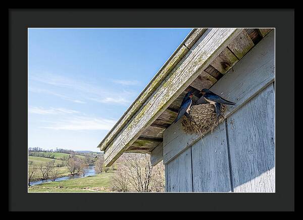 Spring Nest Building By Swallows