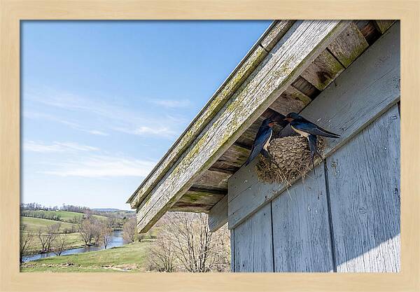 Spring Nest Building By Swallows