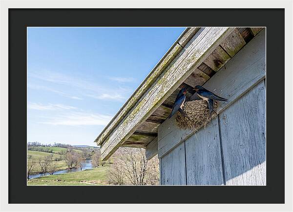 Spring Nest Building By Swallows