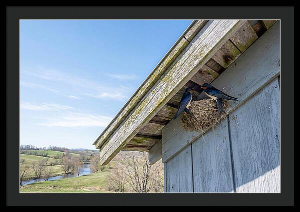 Spring Nest Building By Swallows