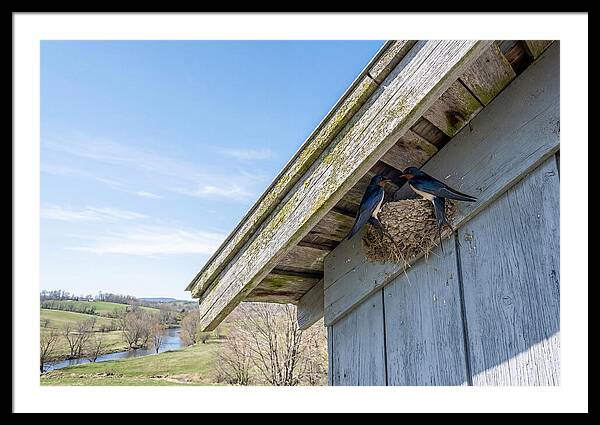 Spring Nest Building By Swallows