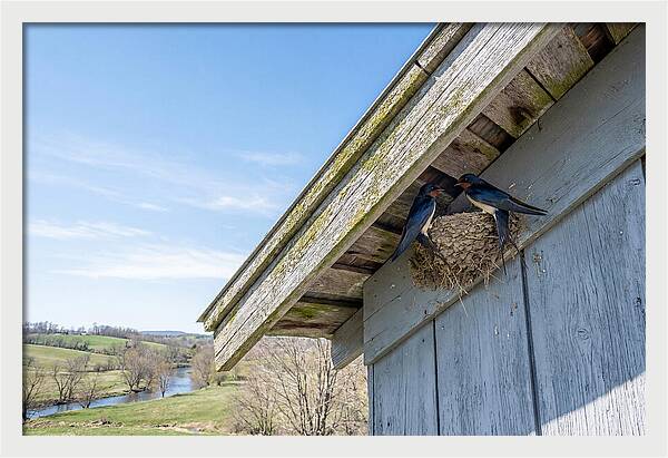 Spring Nest Building By Swallows