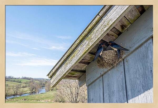 Spring Nest Building By Swallows