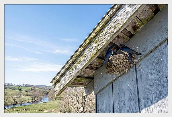 Spring Nest Building By Swallows