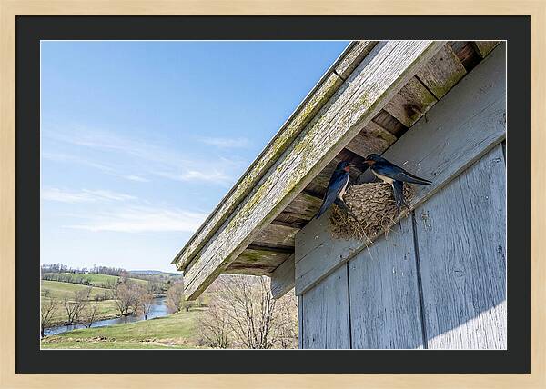 Spring Nest Building By Swallows