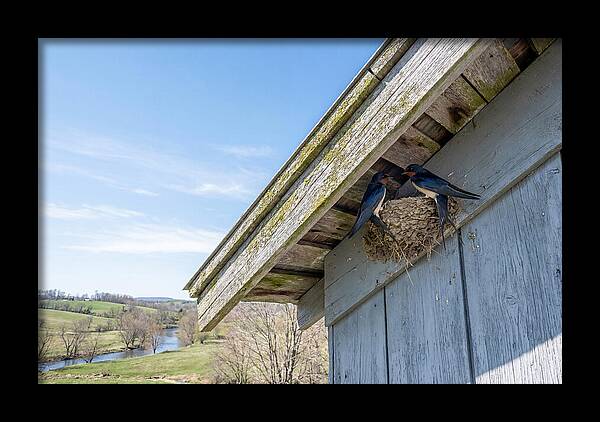 Spring Nest Building By Swallows