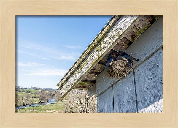 Spring Nest Building By Swallows