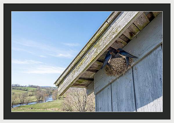Spring Nest Building By Swallows