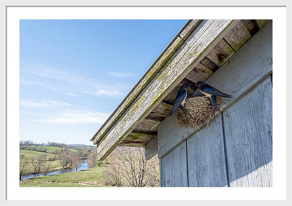 Spring Nest Building By Swallows