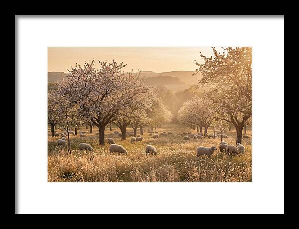 Spring Orchard Blossoms