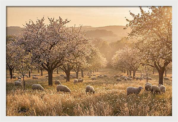 Spring Orchard Blossoms