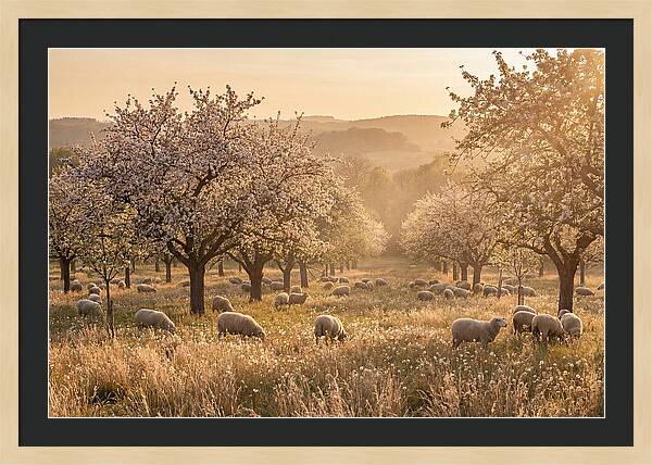 Spring Orchard Blossoms
