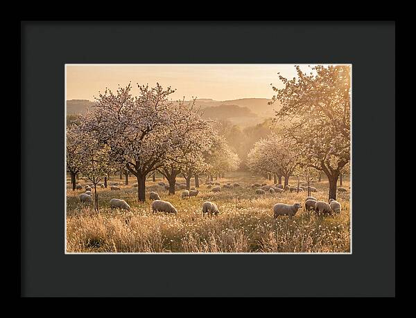 Spring Orchard Blossoms