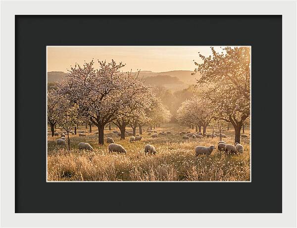 Spring Orchard Blossoms