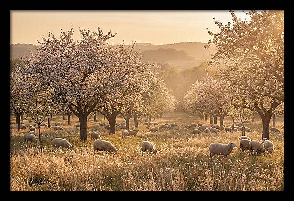 Spring Orchard Blossoms