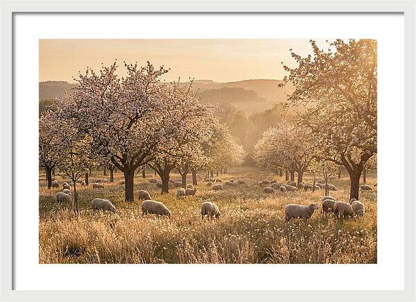 Spring Orchard Blossoms