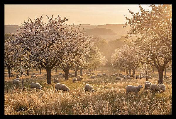 Spring Orchard Blossoms
