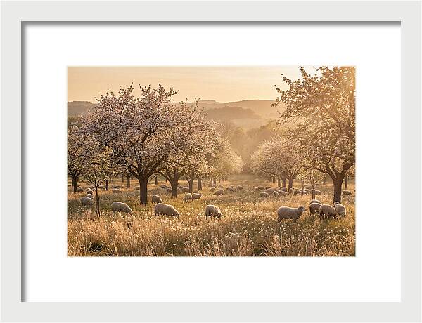 Spring Orchard Blossoms