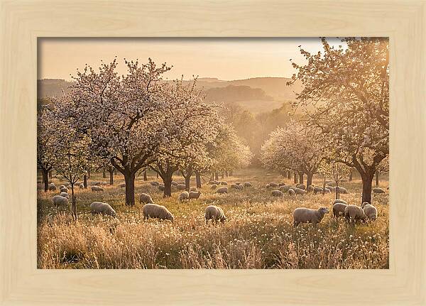 Spring Orchard Blossoms