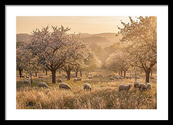 Spring Orchard Blossoms