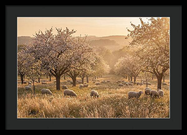 Spring Orchard Blossoms