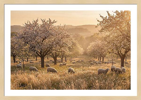 Spring Orchard Blossoms