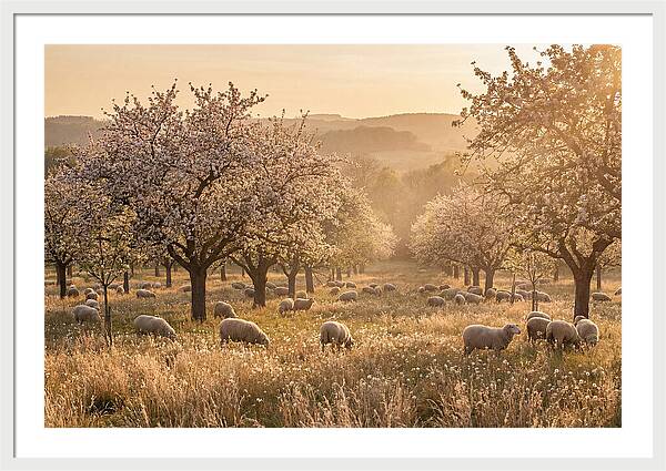Spring Orchard Blossoms