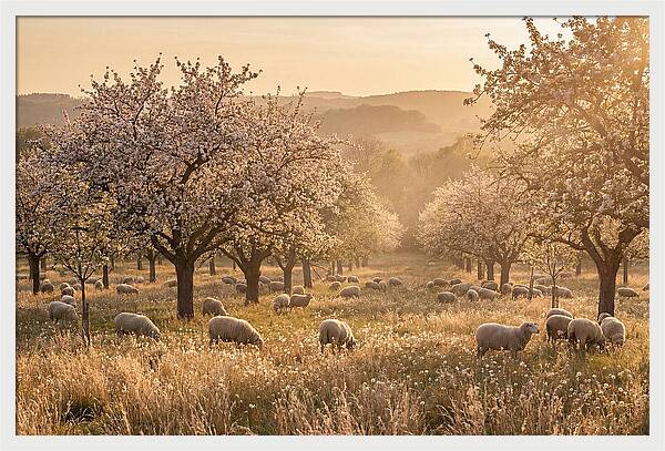 Spring Orchard Blossoms