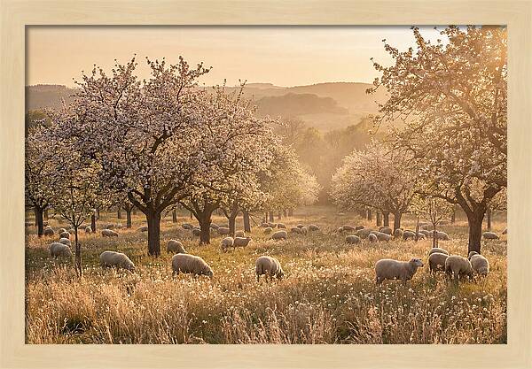 Spring Orchard Blossoms