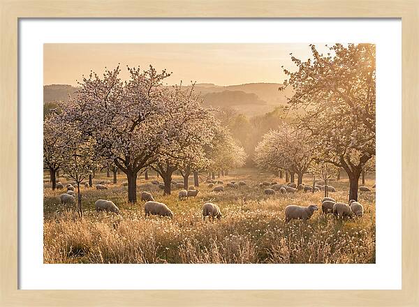 Spring Orchard Blossoms