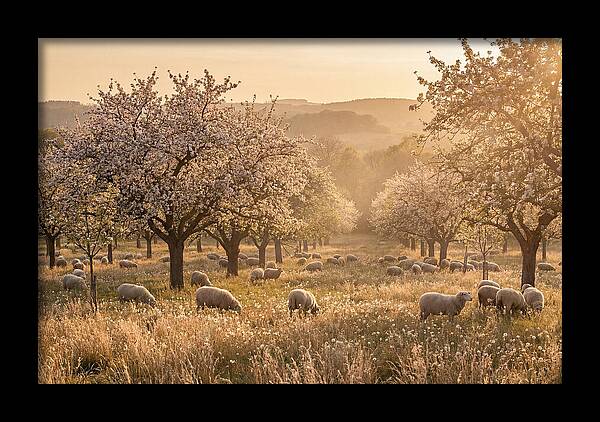 Spring Orchard Blossoms