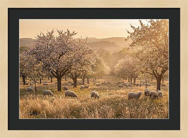 Spring Orchard Blossoms