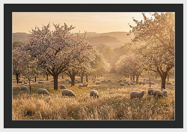 Spring Orchard Blossoms