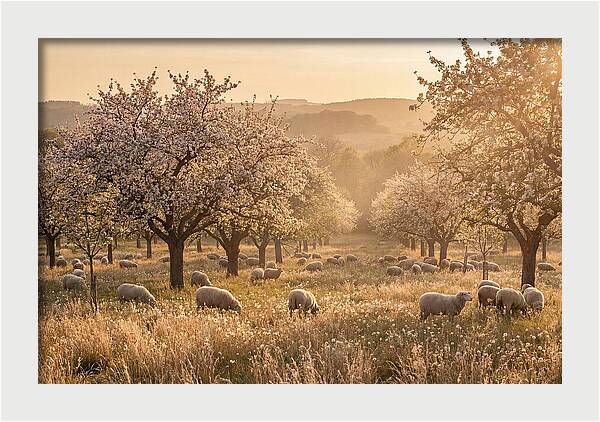 Spring Orchard Blossoms