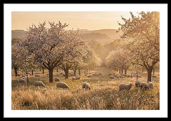 Spring Orchard Blossoms