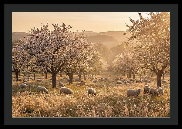 Spring Orchard Blossoms